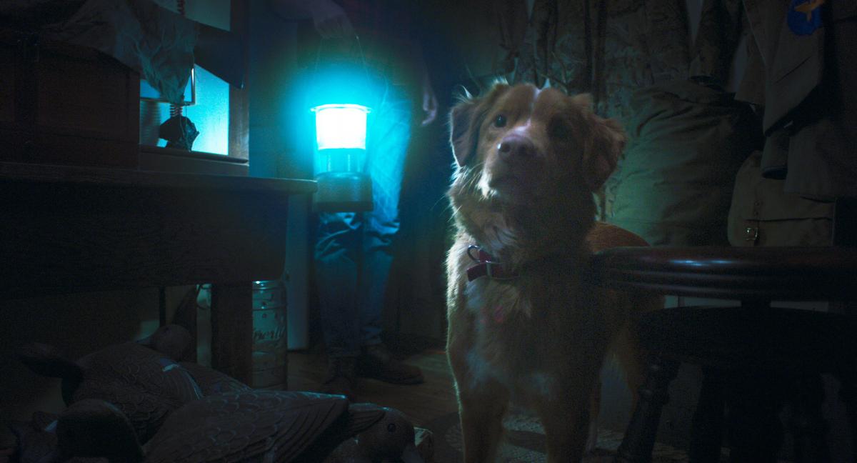 2026年7月公開のおすすめ映画・後編_『GOOD BOY／グッド・ボーイ』